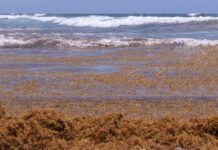 Procesarán sargazo para producir energía eléctrica