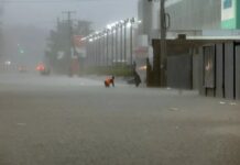 Melissa no da tregua